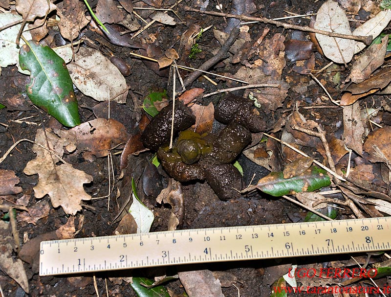 Fatte nel bosco: di chi sono ?